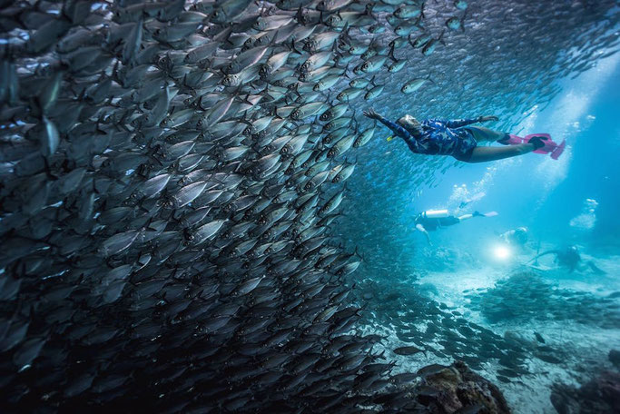 I DARE XPLORE INDONESIA: Raja Ampat dan 7 Deretan Spot Diving Eksotisnya!