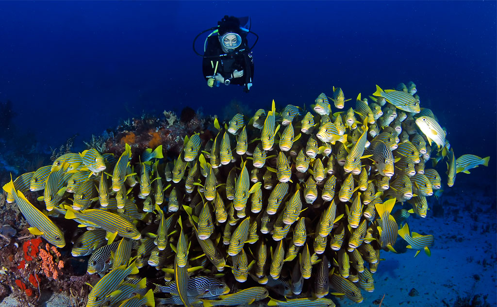 I DARE XPLORE INDONESIA: Apa Itu Pandu Laut Nusantara dan Spot Diving Mioskun!