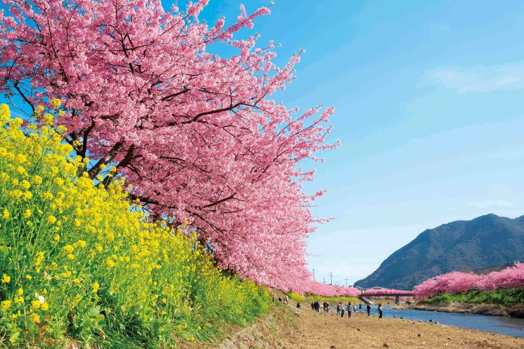 Deretan Jadwal Musim Sakura 2019 di Kota-kota yang Ada di Jepang!