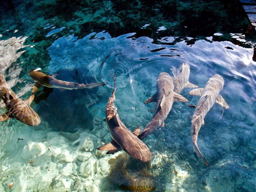 Taman Nasional Karimunjawa Bersedih: 6 Fakta Dari Ratusan Hiu yang Mati Mendadak