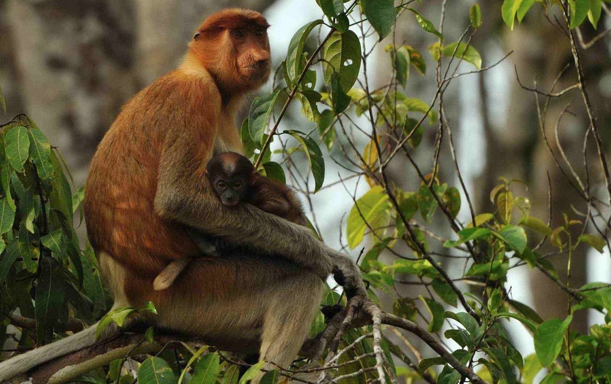 Keindahan Taman Nasional Kutai dan 4 Fakta Menariknya yang Perlu Untuk Lo Ketahui!