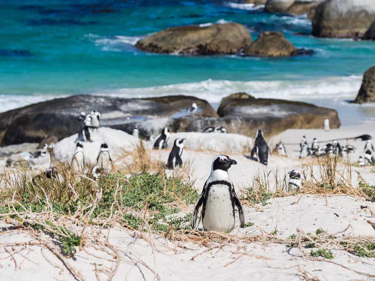 5 Spot Wisata Terbaik untuk Melihat Penguin dari Berbagai Belahan Dunia