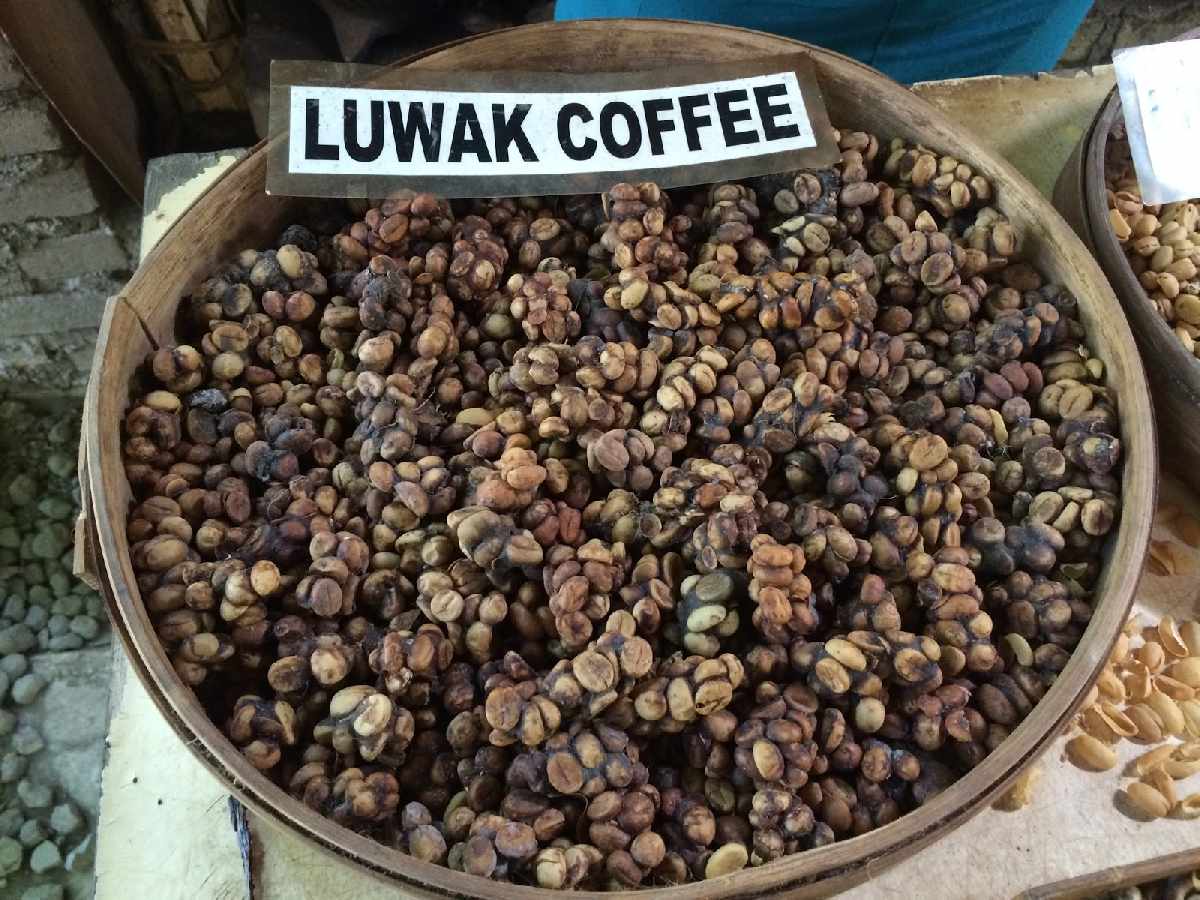 7 Spot Petualangan Penghasil Kopi Luwak Terbesar di Indonesia!