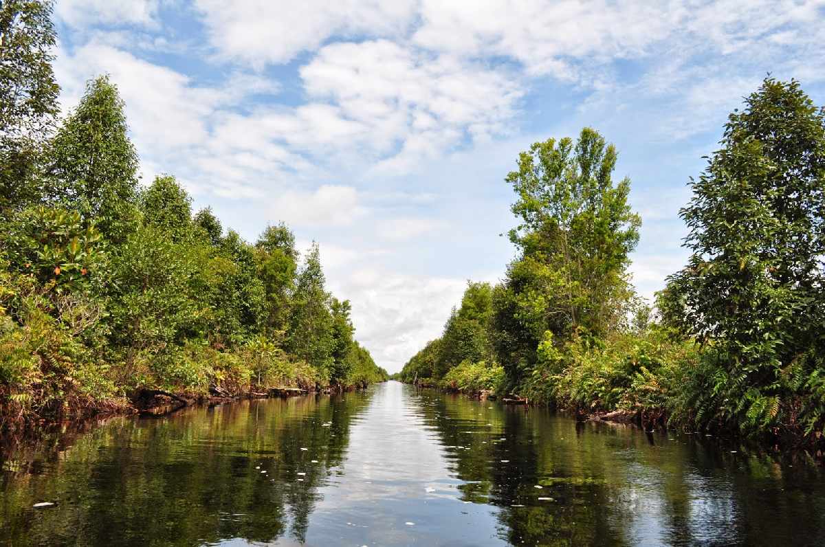Taman Nasional Sebangau: 5 Hal Menarik Dari Rumah Reptil di Kalimantan!