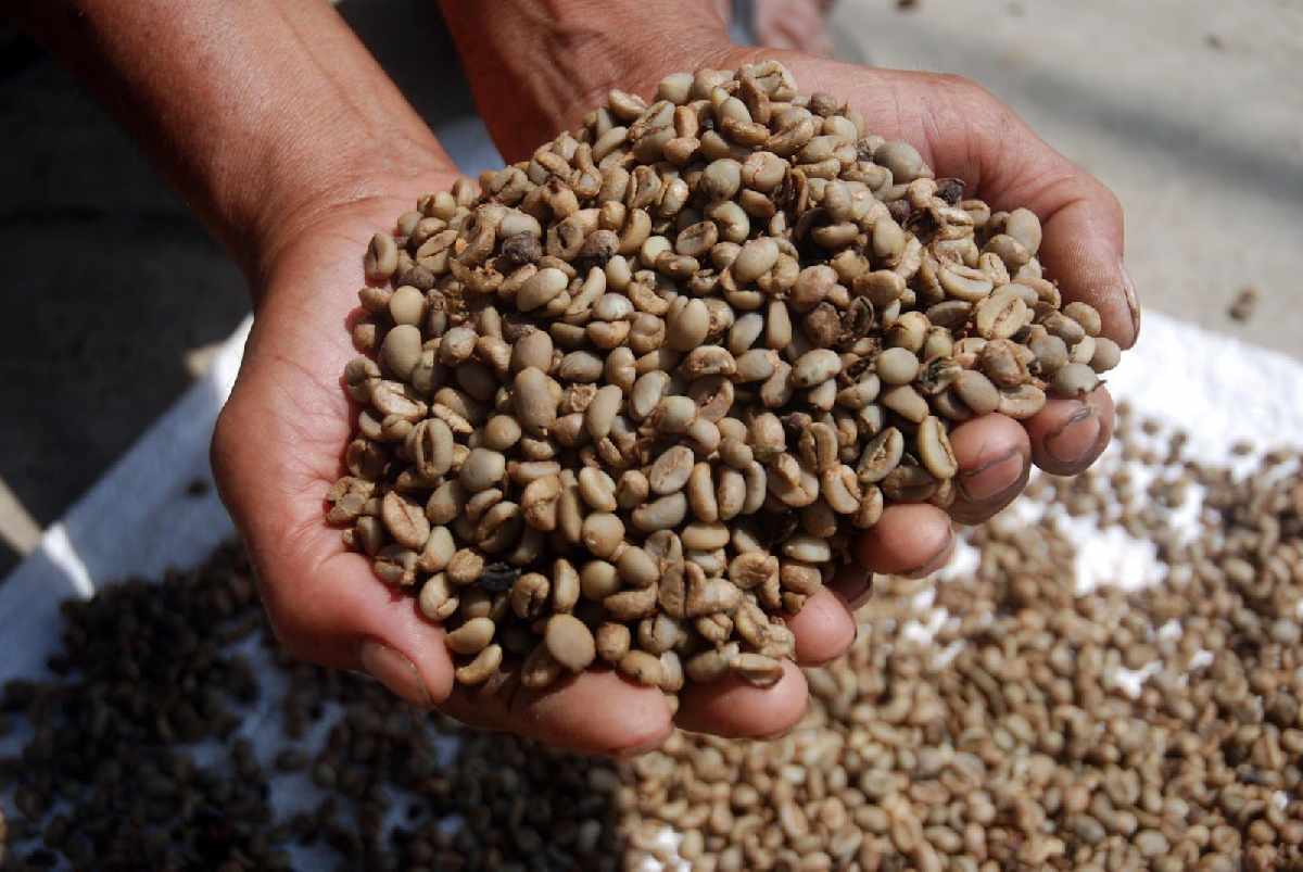 Menyesap Kopi Lampung: 4 Fakta Menarik Soal Kopi Robusta Lampung!