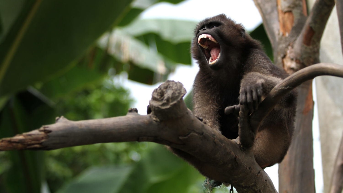 3 Primata Kepulauan Mentawai yang  Unik dan Perlu Untuk Lo Ketahui Nih Bro!