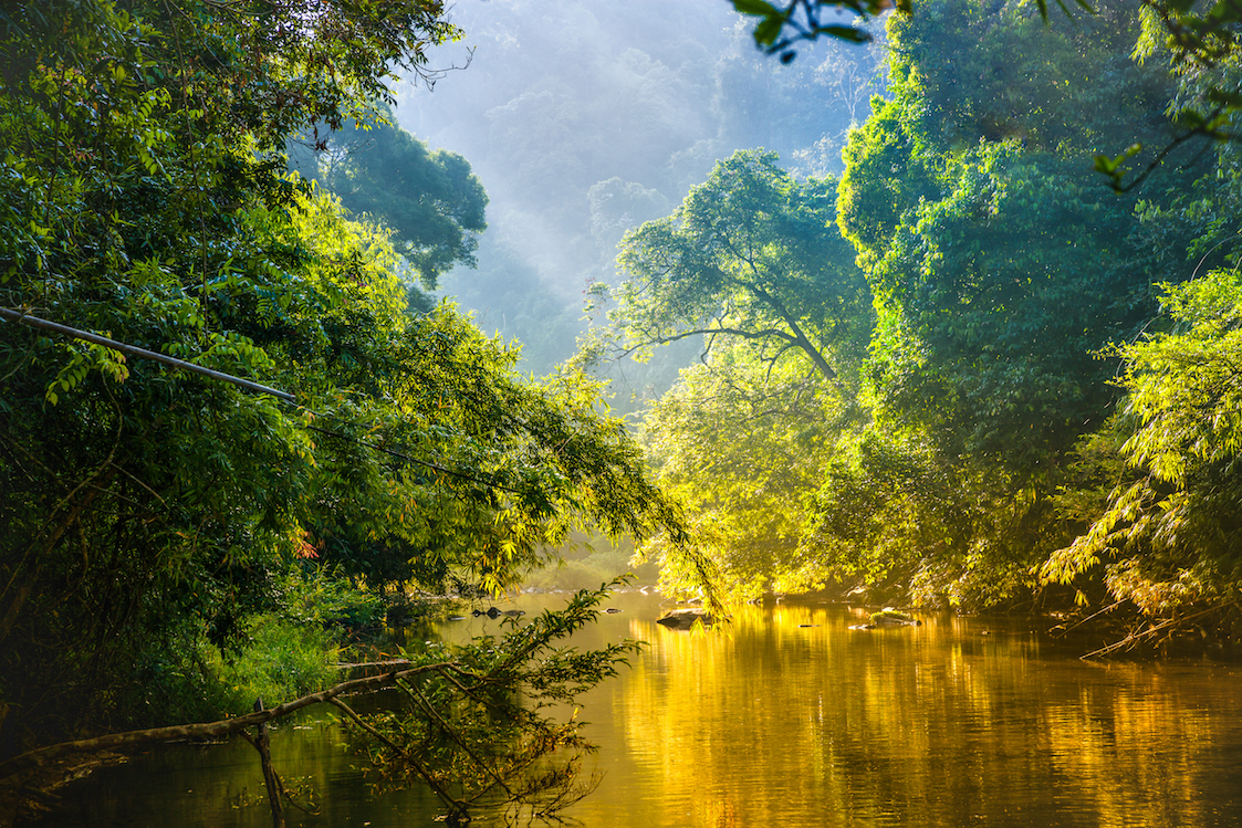 6 Hal Menarik Seputar Hutan Amazon yang Patut Lo Ketahui