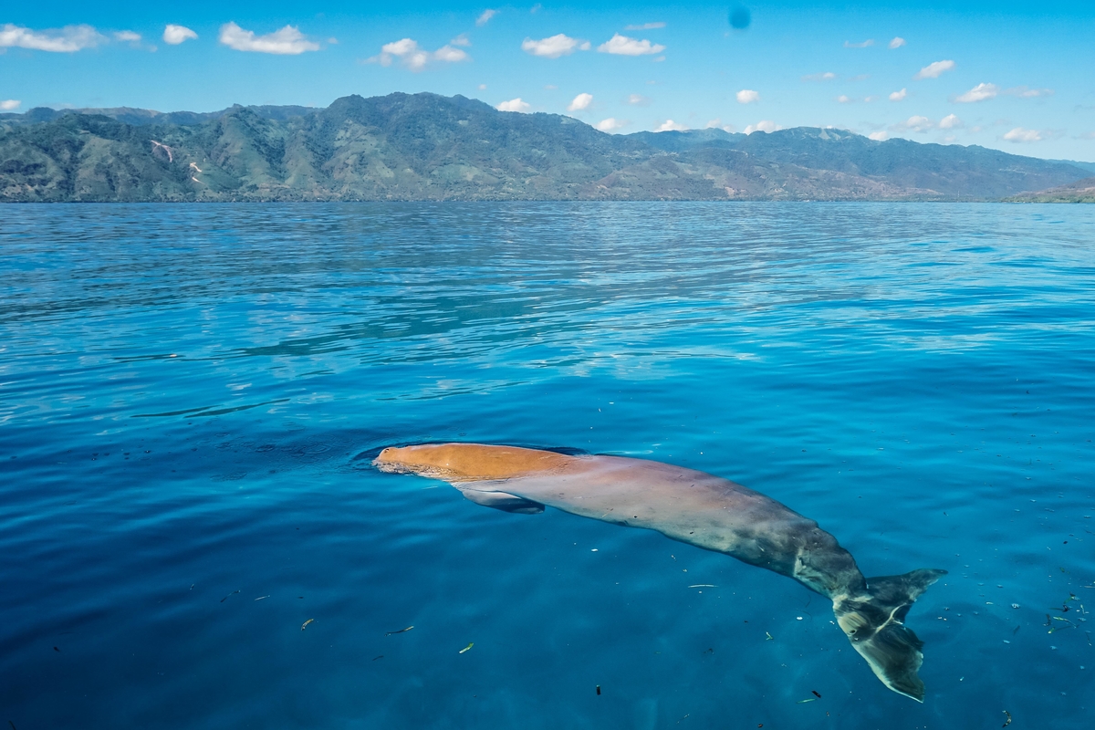 Kenalan Dengan Penghuni Pantai Mali di Alor: 5 Fakta Tentang Mawar Sang Dugong!