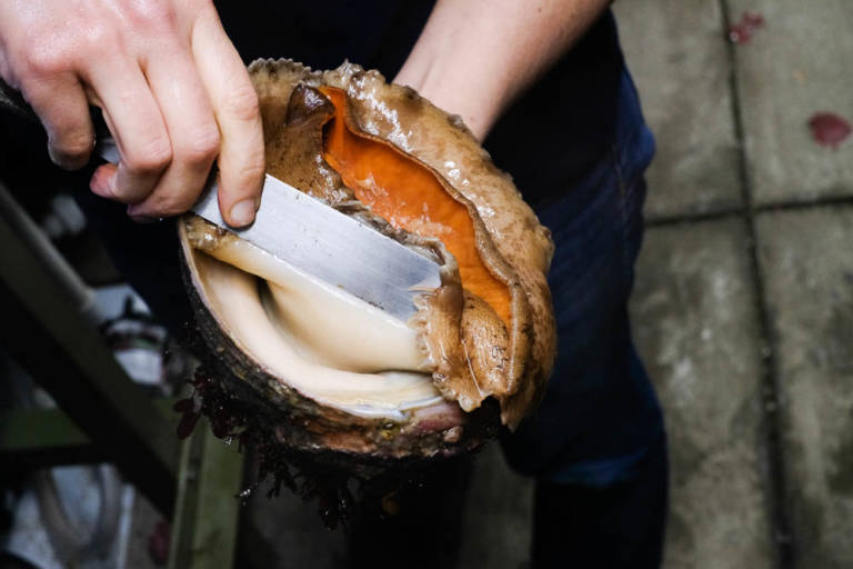 Kuliner Kerang Abalon: Bahan Mahal yang Didapatkan Dengan Penuh Perjuangan!