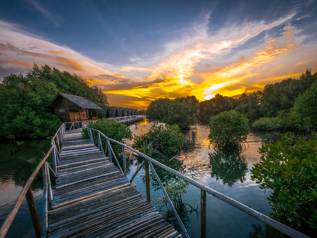 5 Kegiatan Seru yang Bisa Dicoba Wisatawan di Hutan Mangrove PIK