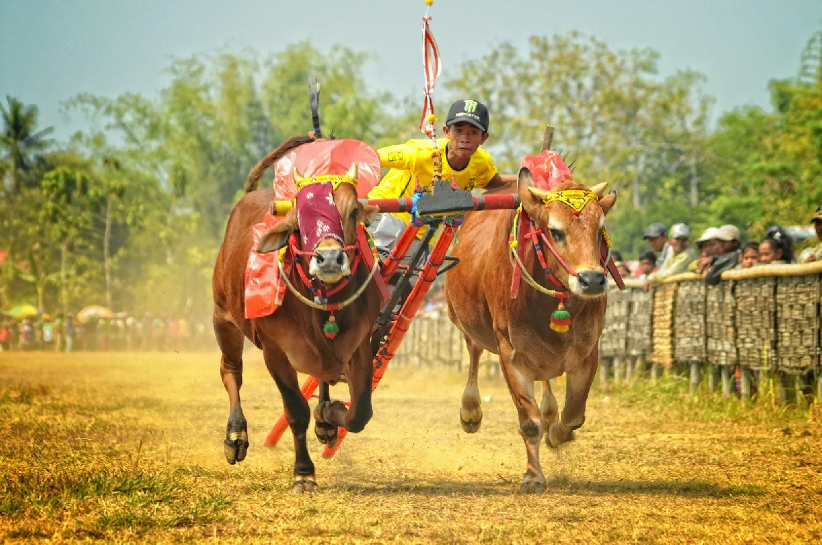 5 Fakta Unik Karapan Sapi, Tradisi Asli Warga Madura