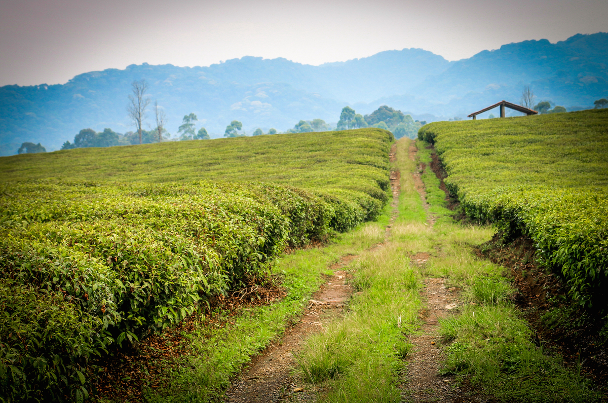 Mengenal Rural Traveling, Sebuah Perjalanan yang Sangat Bermanfaat!