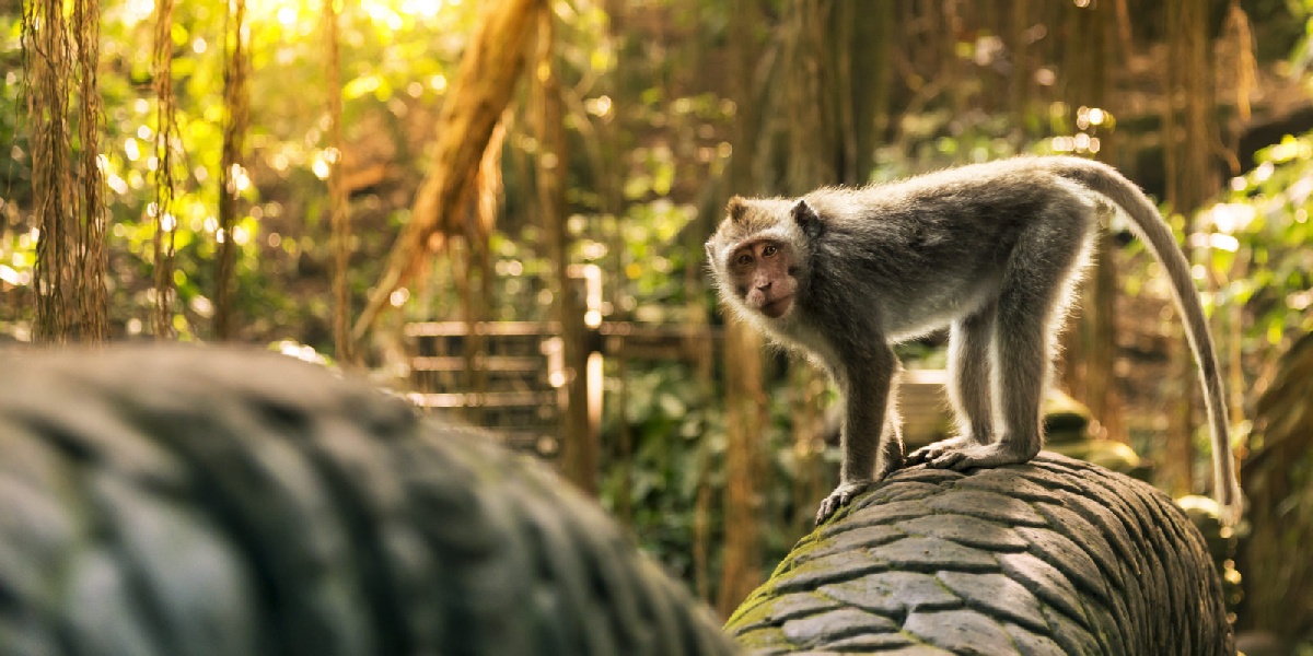 6 Tips Berkunjung ke Monkey Ubud Forest di Bali, Mulai dari Selfie hingga Aturan Bawa Makan