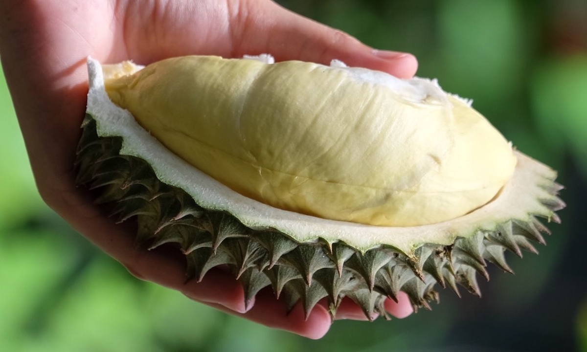 Eksplorasi 5 Rekomendasi Buah Durian Paling Nikmat yang Ada di Indonesia!