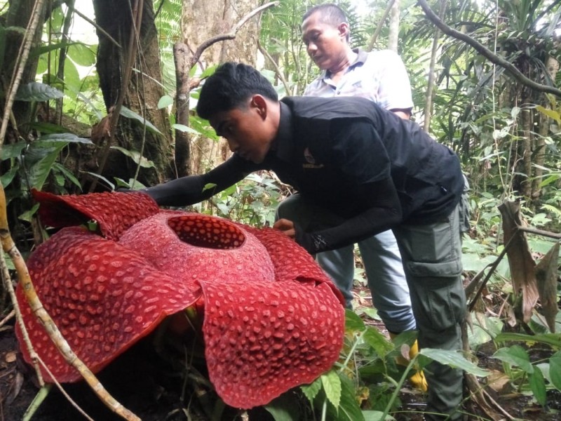 Eksplorasi di Agam: Surganya Bunga Raflesia Arnoldi yang Super Eksotis!