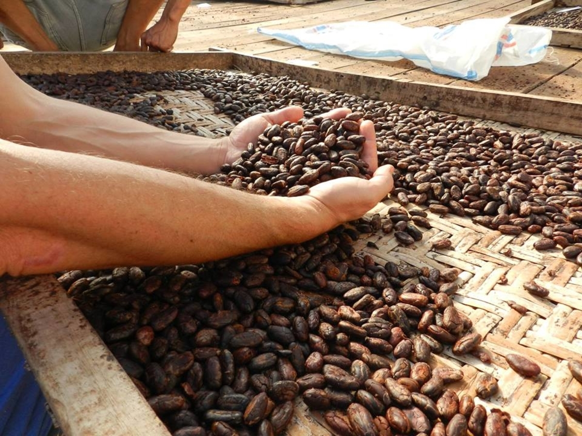 4 Pilihan Cokelat Asli Indonesia dengan Kualitas Tinggi serta Rasa yang Nikmat!