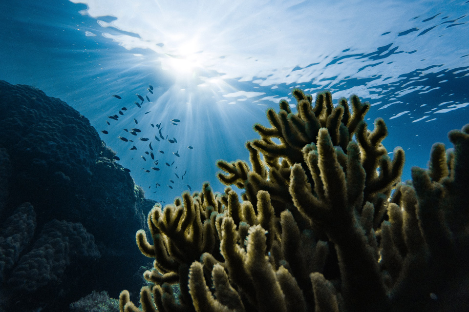 Mengulik Dasar Samudra, Museum Terbesar di Dunia