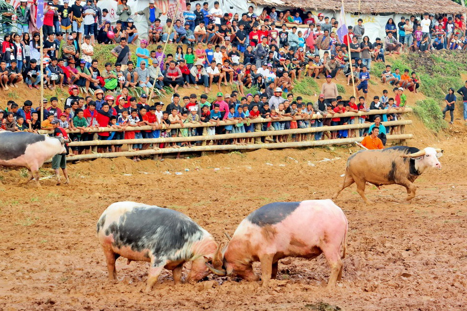 Tedong Silaga, Festival Tarung Kerbau di Tana Toraja Hiburan Keluarga yang Berduka 