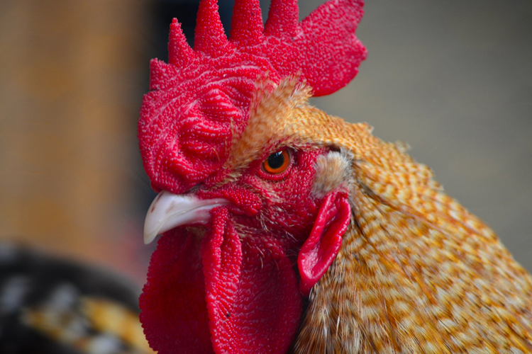 Mengejar Ayam Mendapat Berkah di Upacara Tradisi Mondosiyo