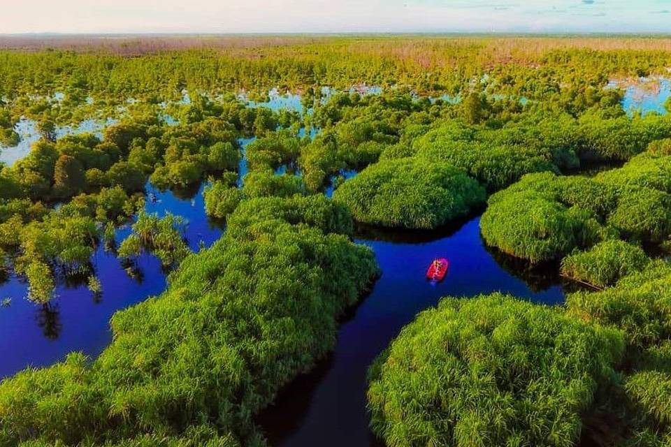 Menjelajahi Taman Nasional Sebangau yang Punya Jalur Hewan Langka |  SUPERLIVE