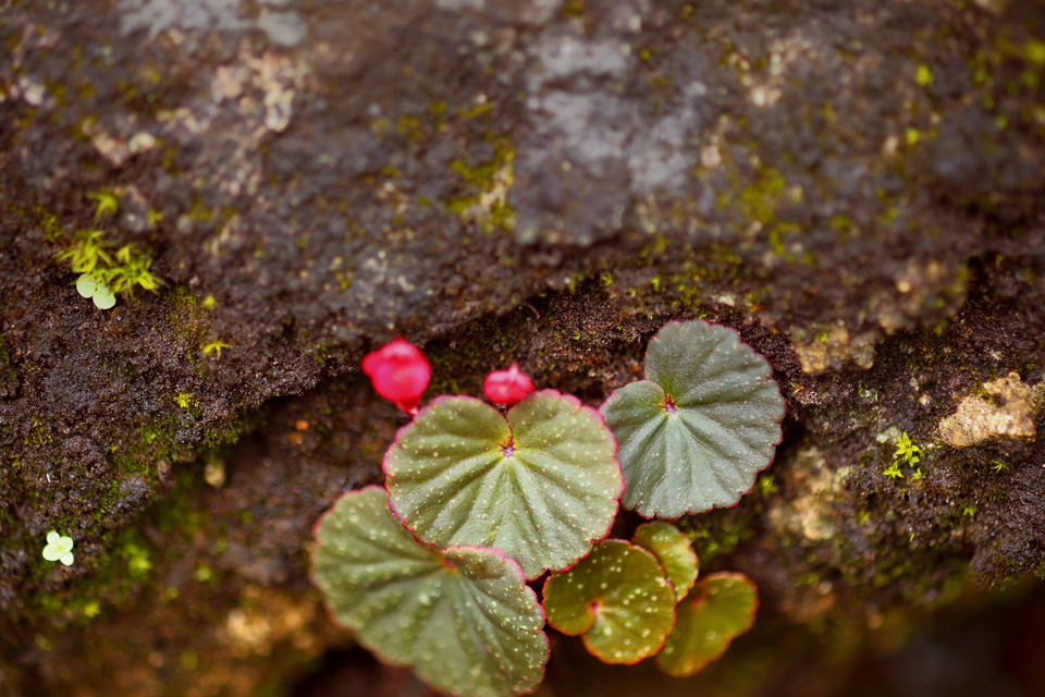 Kehabisan Makanan di Gunung? Lo Harus Tahu Begonia, Kawannya Para Survivor