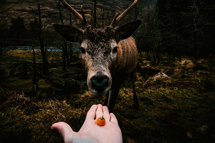 Boleh Pergi Tapi Nanti, Ini Destinasi Cantik untuk Pencinta Hewan