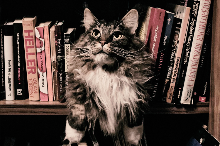 Bikin Gemes, Destinasi Wisata Ini Cocok Buat Para Pencinta Kucing