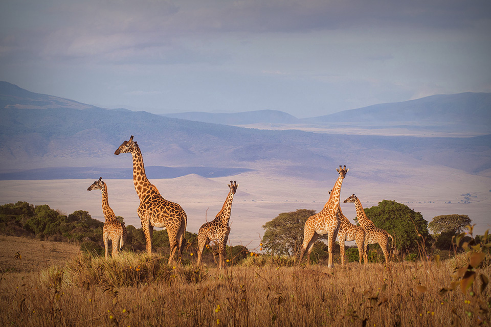 Berjumpa Satwa Liar Sekaligus Wisata Sejarah di Tanzania. Berani Bro?