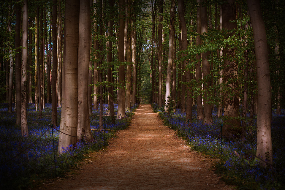 Pandemi Corona Malah Bikin Hutan Hallerbos di Belgia Makin Indah