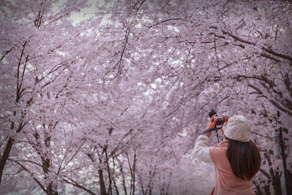 Menikmati Musim Semi di Seoul Sambil di Rumah Aja