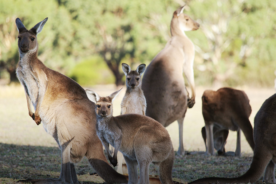 Sensasi Main Golf Ditemani 300 Kanguru, Mau Cobain Bro?