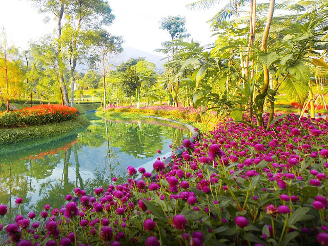 Pemandangan Taman Bunga Warna-warni