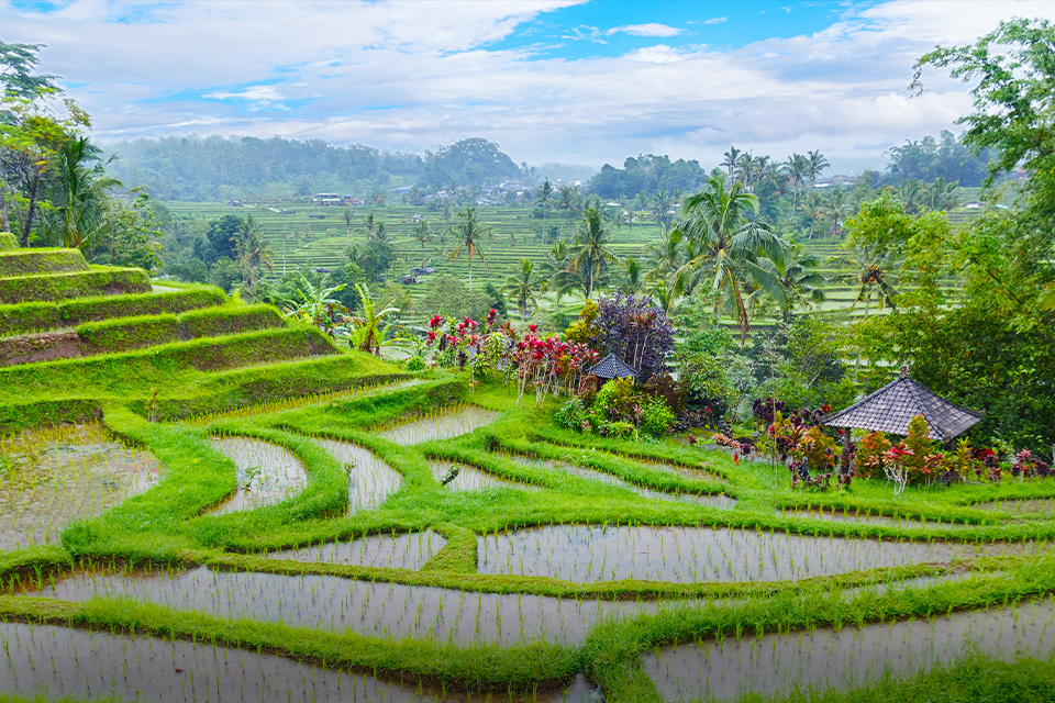 Melihat dari Dekat Pesona Subak Jatiluwih