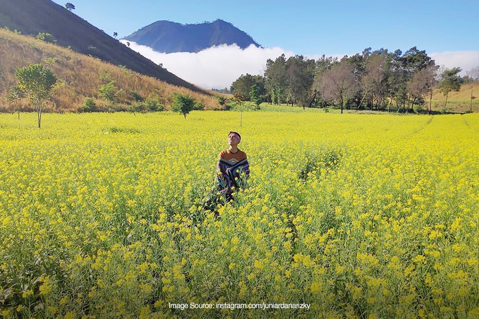 Jalan-jalan ke Kebun Sawi Bondowoso yang Viral Mirip Pulau Jeju Korsel