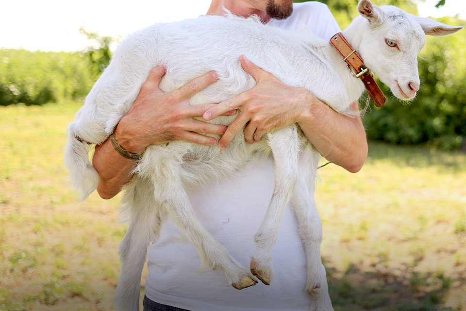 Tradisi Unik Perayaan Iduladha di Indonesia, Ada yang Gendong Kambing!