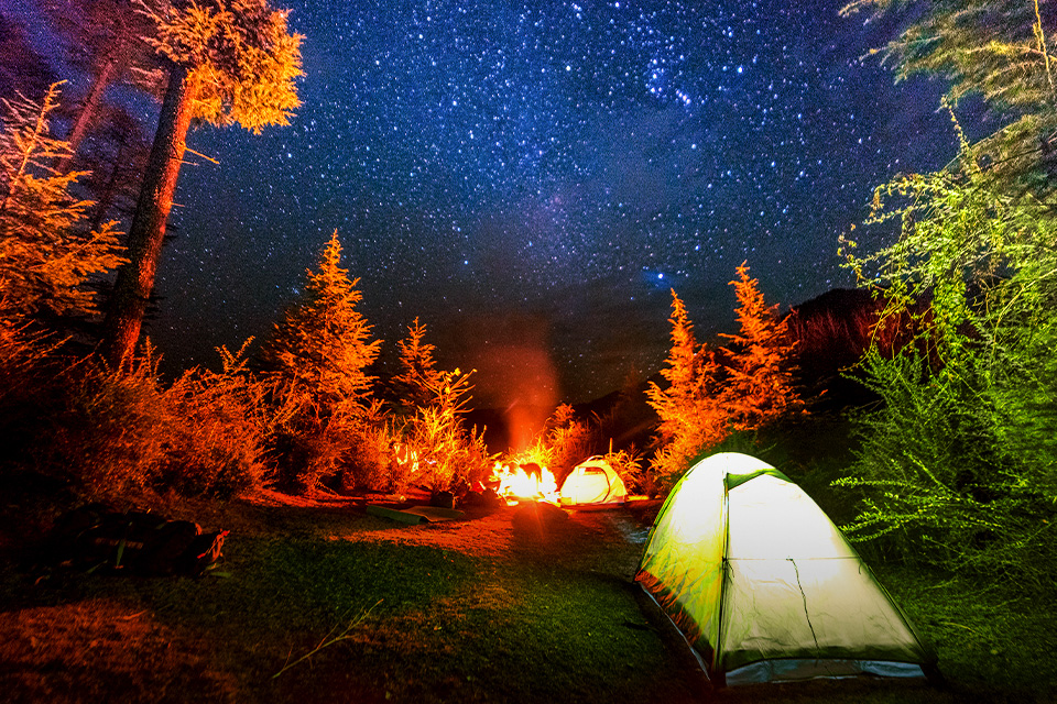 Tips Menghindari Gangguan Hewan Liar saat Berkemah