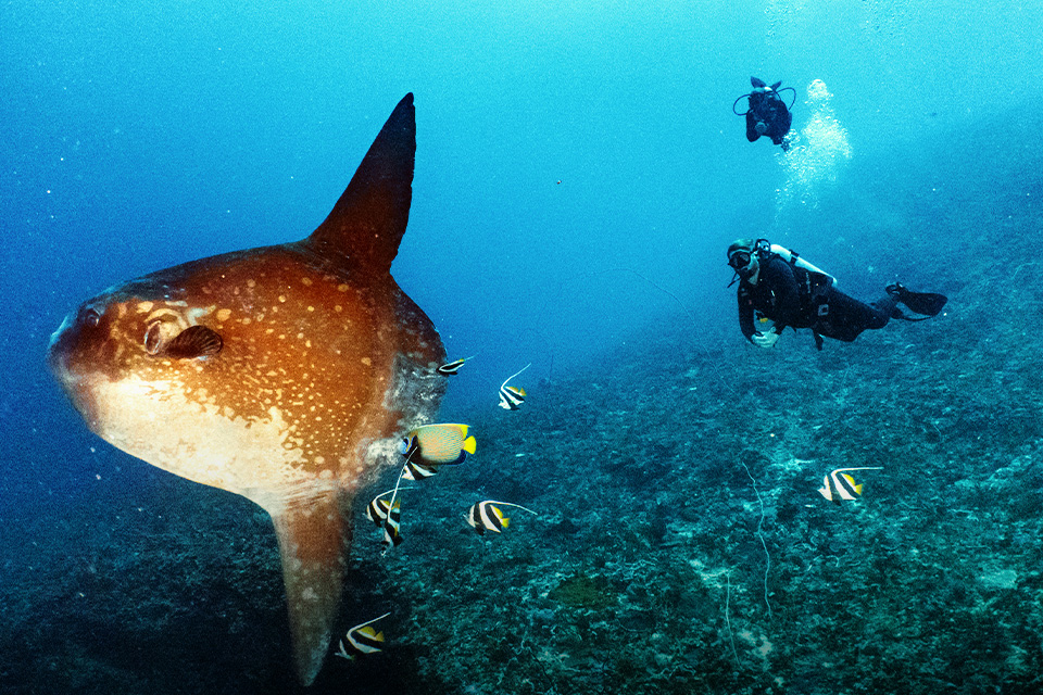 Sensasi Scuba Diving Bareng Ikan Mola-Mola di Nusa Penida, Bali