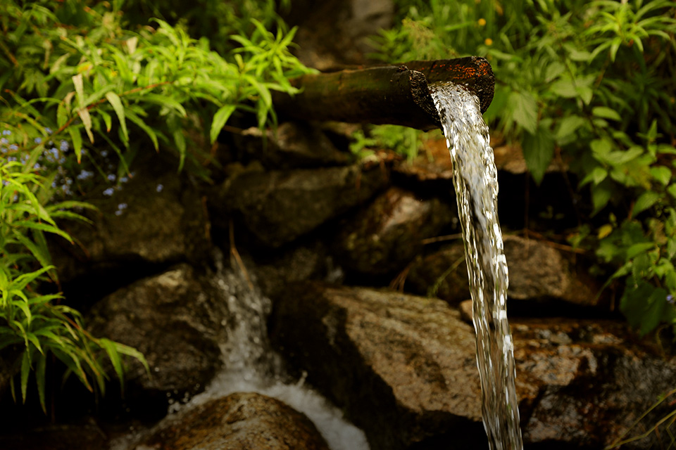 Cari Sumber Air di Hutan? Ini Tanda Alam yang Bisa Lo Perhatikan
