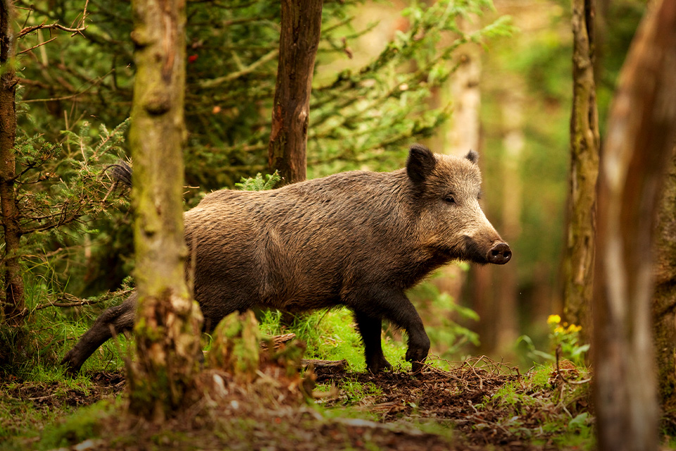 Tips Aman Menghindari Babi Hutan saat Pendakian