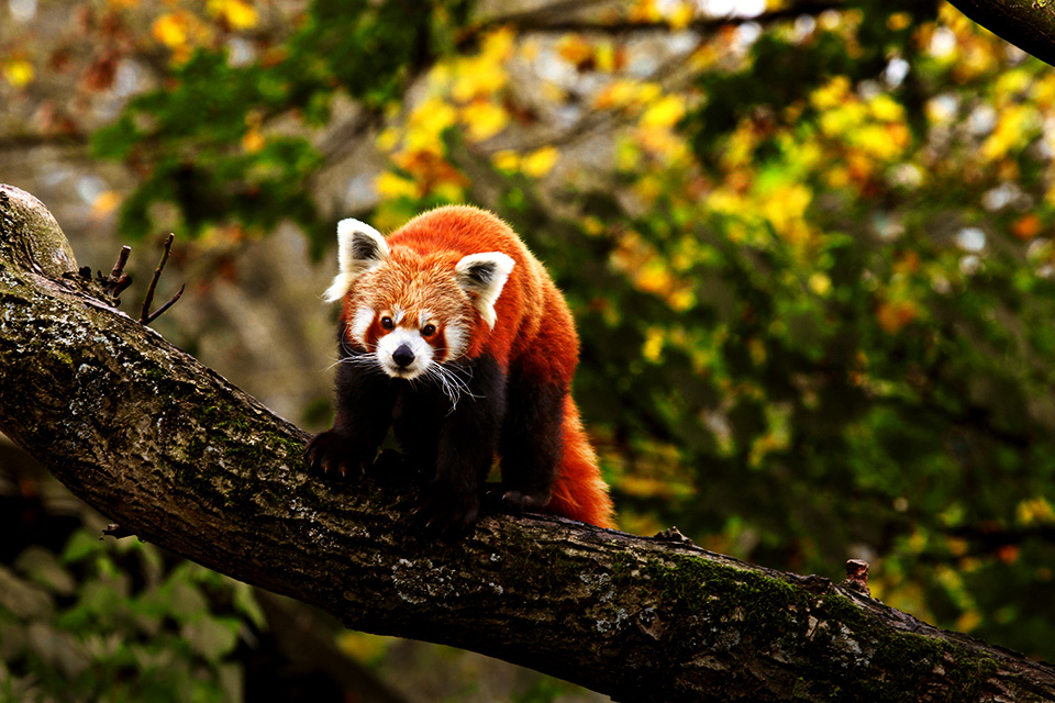 Satwa Liar yang Bisa Saja Lo Temui Saat Mendaki Gunung Everest