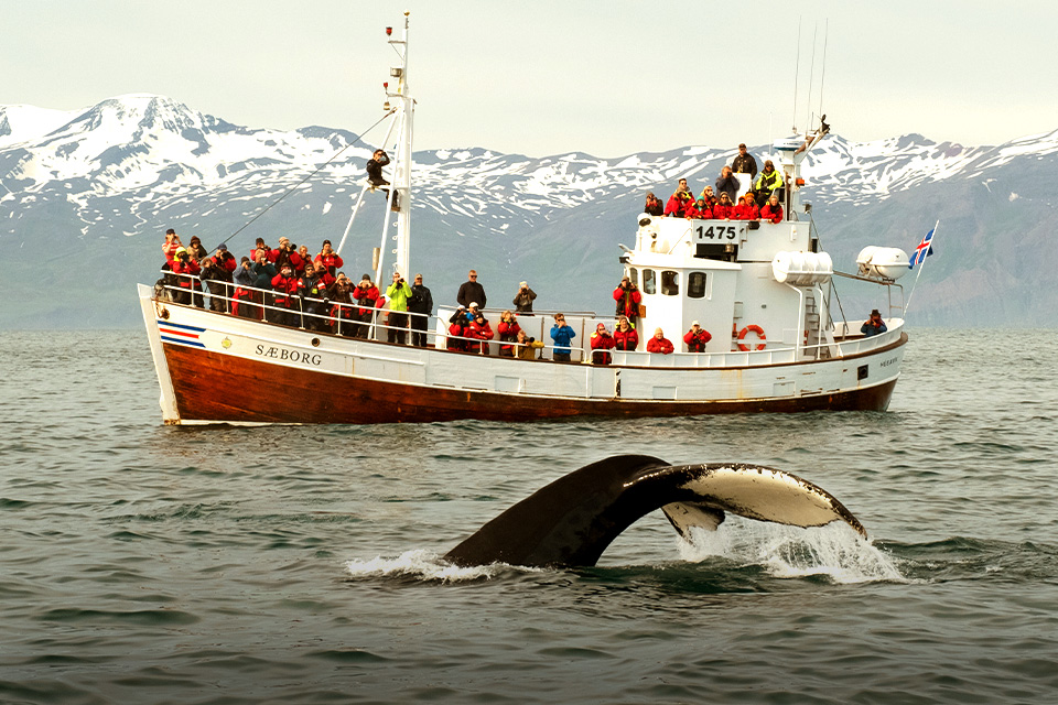 Atraksi Wisata Baru di Islandia Tawarkan Berenang Bareng Paus