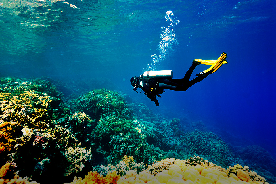 Sensasi Diving Malam Hari yang Lebih Seru dan Menantang 