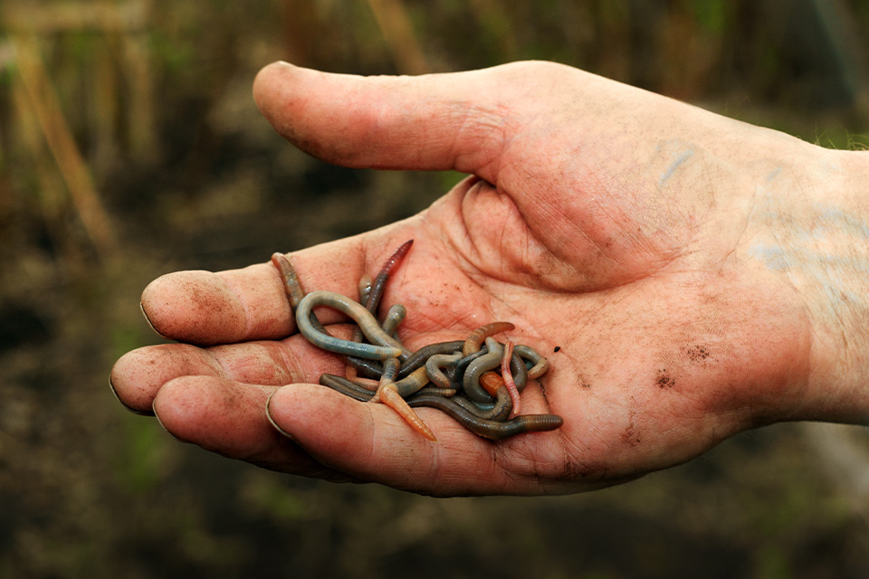 Uniknya Tradisi Bau Nyale, Festival Nangkap Cacing di Laut Sumba Barat
