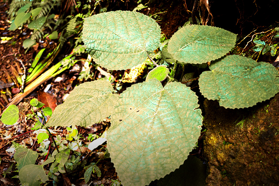 Hati-hati Kalau Bertemu Tumbuhan Berbahaya Ini di Gunung! Hati-hati Kalau Bertemu Tumbuhan Berbahaya Ini di Gunung!