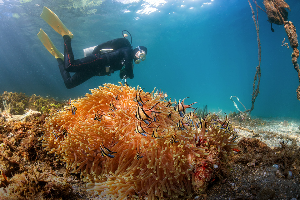 Mengenal Muck Diving, Bukan Sekadar Aktivitas Menyelam Biasa! SUPERLIVE