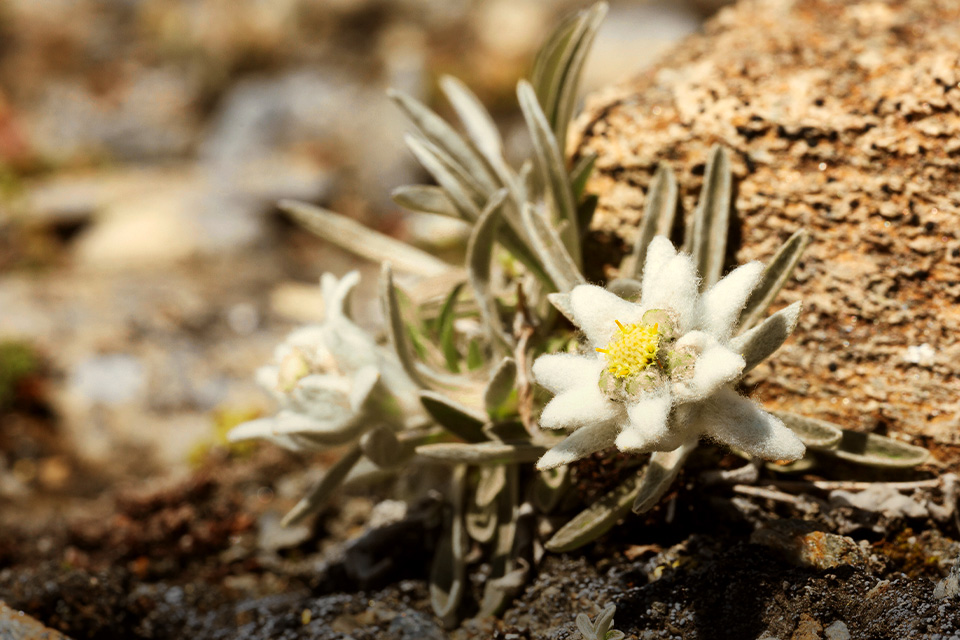 Sederat Fakta Soal Edelweis, Bunga yang Nggak Boleh Dipetik
