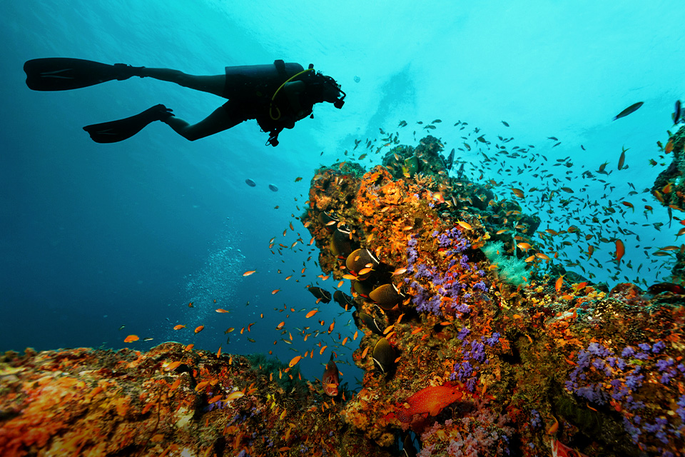 Mengenal Jenis-jenis Diving dan Perbedaannya, Wajib Tahu!