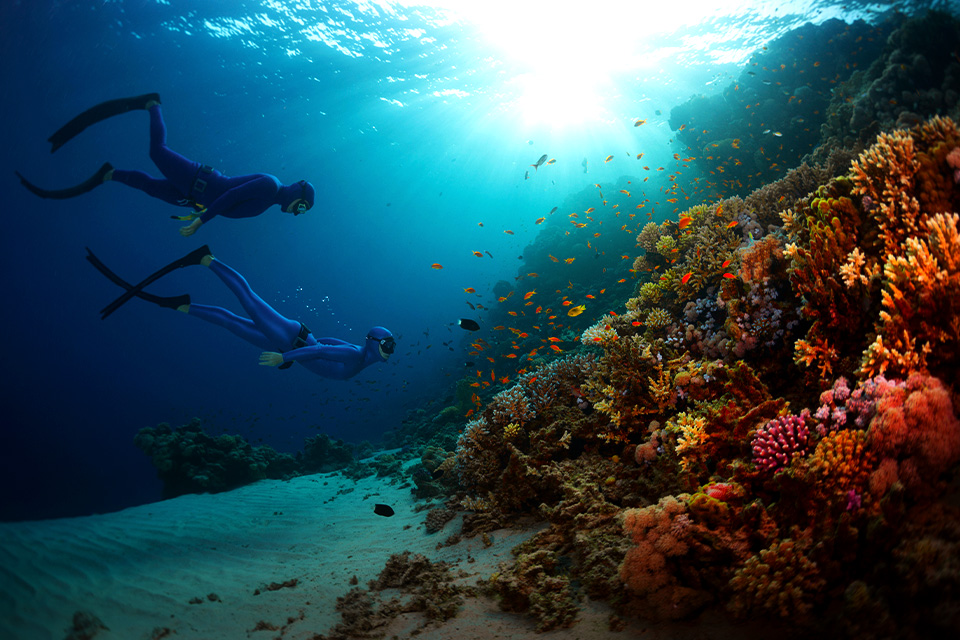 Lokasi Wisata Melihat Ubur-ubur Eksotis di Perairan Indonesia