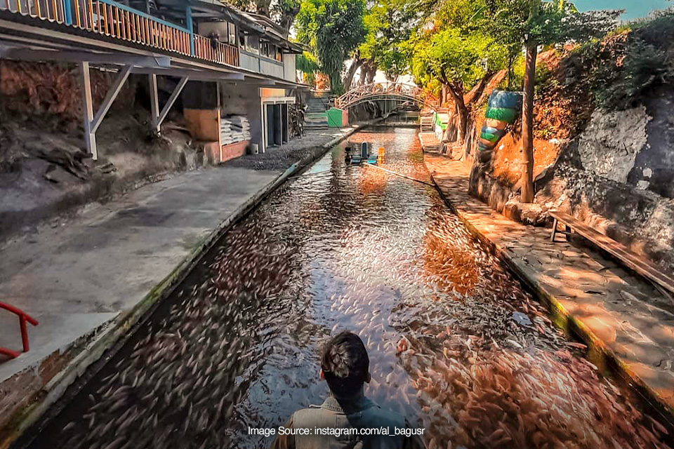 Sungai di Jogja dan Klaten ini Bersih dan Banyak Ikan, Mirip di Jepang, Bro!