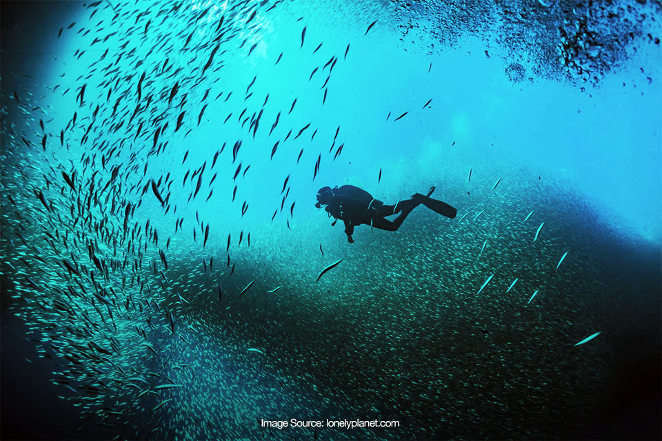 Snorkeling, Freediving, dan Skin Diving, Apa Sih Bedanya?